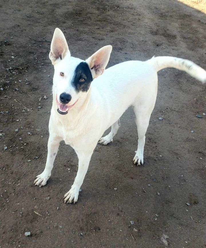 Albino kelpie sale