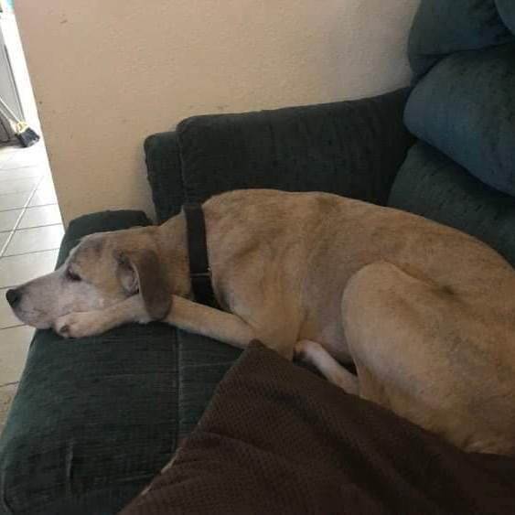 Duke Hound dog, an adoptable Hound Mix in Bellaire, TX_image-2