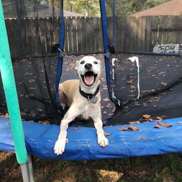 Duke Hound dog, an adoptable Hound Mix in Bellaire, TX_image-3