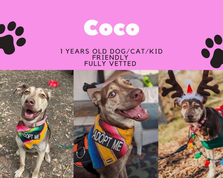 Coco, an adoptable Mixed Breed in Floresville, TX_image-1