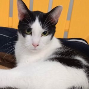 Shelly, Adult Female Domestic Short Hair