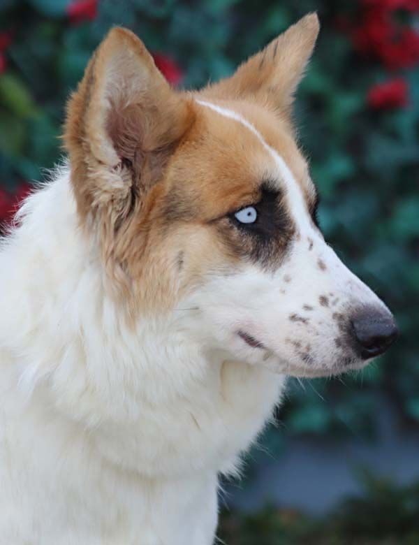 Snow von Scheer 2