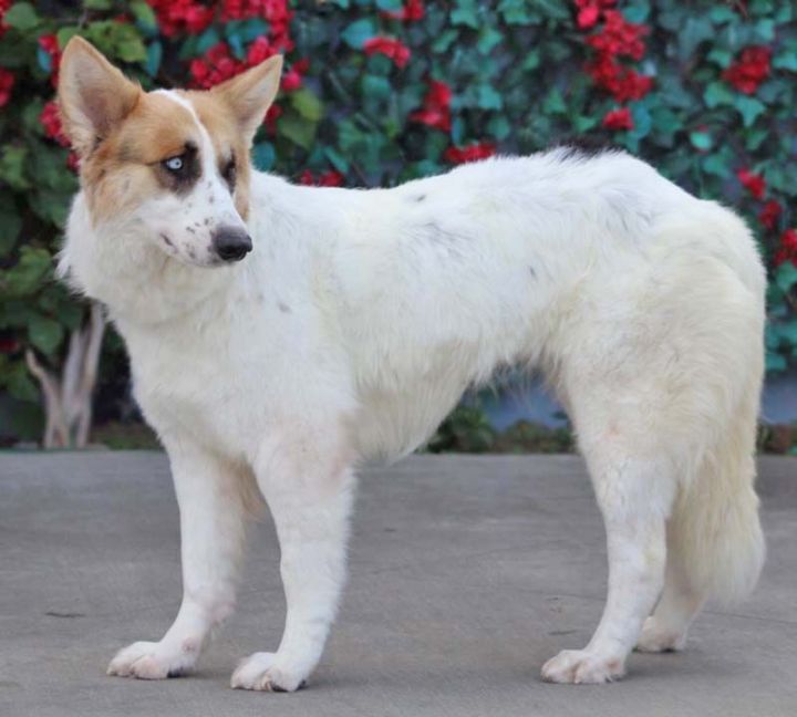 Snow von Scheer, an adoptable German Shepherd Dog Mix in Los Angeles, CA_image-4