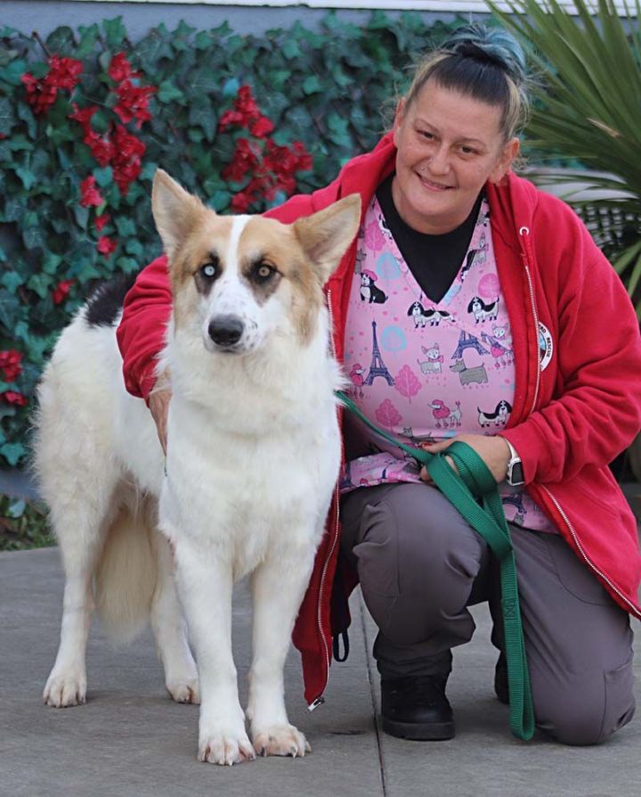 Snow von Scheer, an adoptable German Shepherd Dog Mix in Los Angeles, CA_image-6