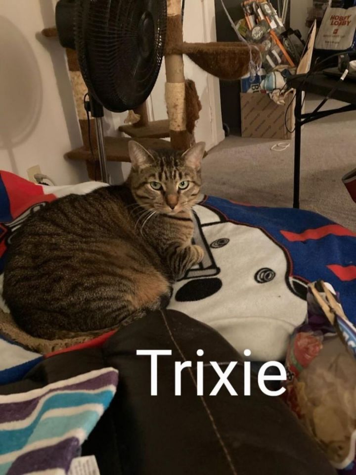 Trixie and Gizmo, an adoptable Domestic Short Hair in Grand Island, NY_image-2
