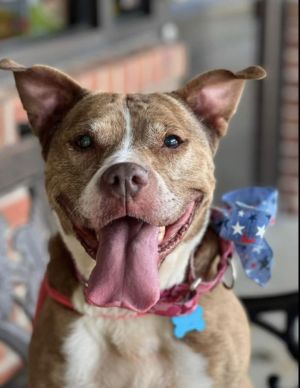 Gianna Pit Bull Terrier Dog