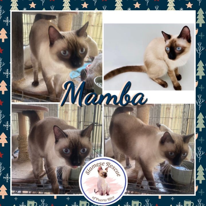 Mamba, an adoptable Siamese in Anasco, PR_image-4