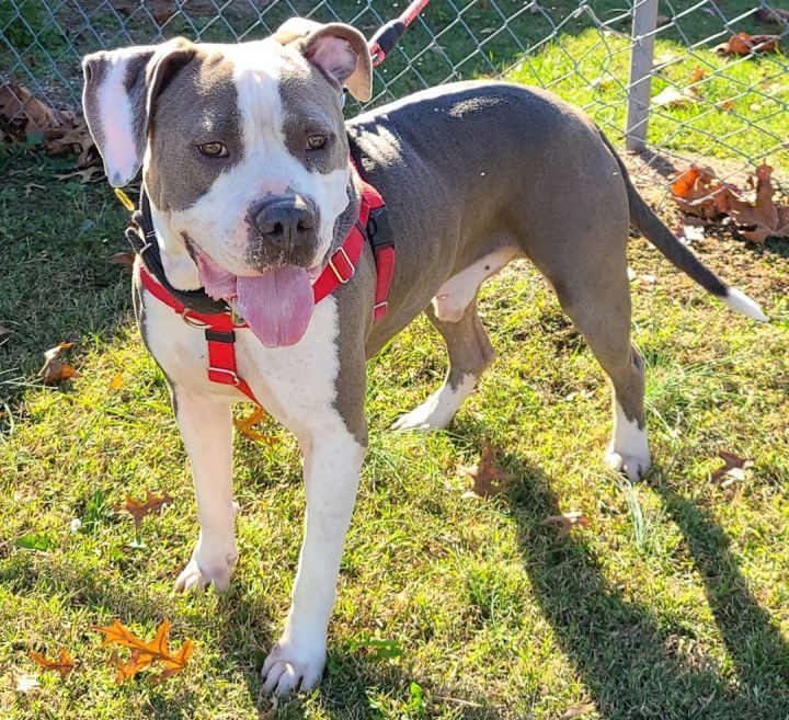 CHOPPER, an adoptable American Staffordshire Terrier Mix in Media, PA_image-1