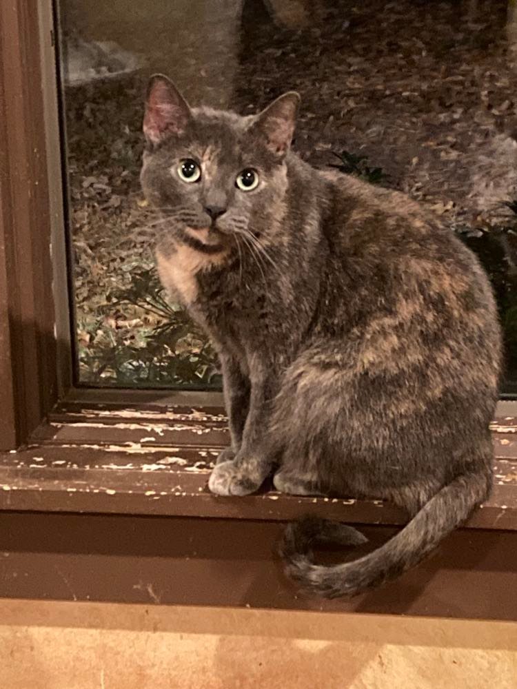 TOOTSIE, an adoptable Tortoiseshell in Capshaw, AL, 35742 | Photo Image 1