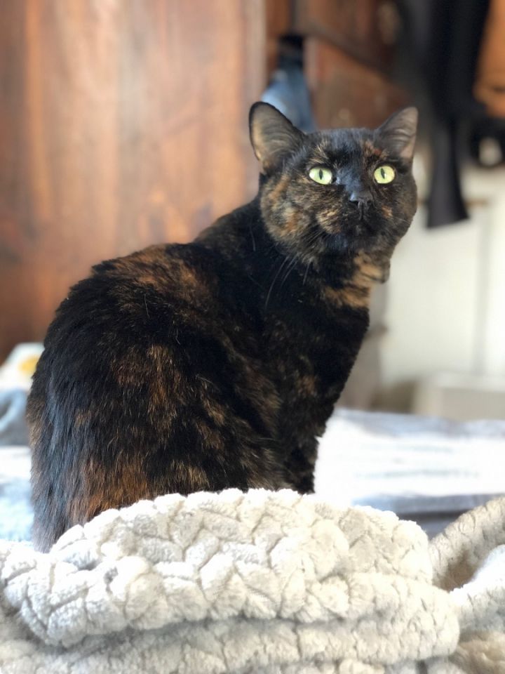 Cleo 1