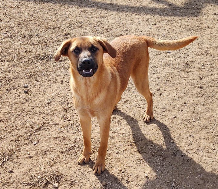 Rocky, an adopted Black Mouth Cur Mix in Maquoketa, IA_image-1