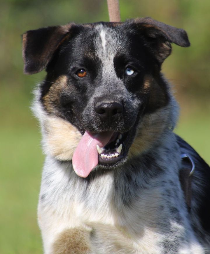 Ozzie, an adoptable Australian Cattle Dog / Blue Heeler Mix in North Fort Myers, FL_image-1