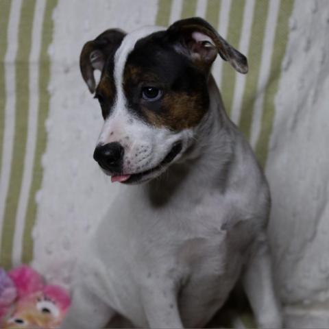 Whimsy LB*, an adoptable Spaniel & Pit Bull Terrier Mix in Austin, TX_image-5