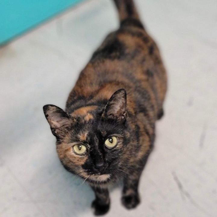 Mary, an adoptable Domestic Short Hair in Spencer, IN_image-6