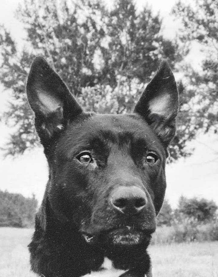 Dooley, an adoptable German Shepherd Dog Mix in Manistee, MI_image-3