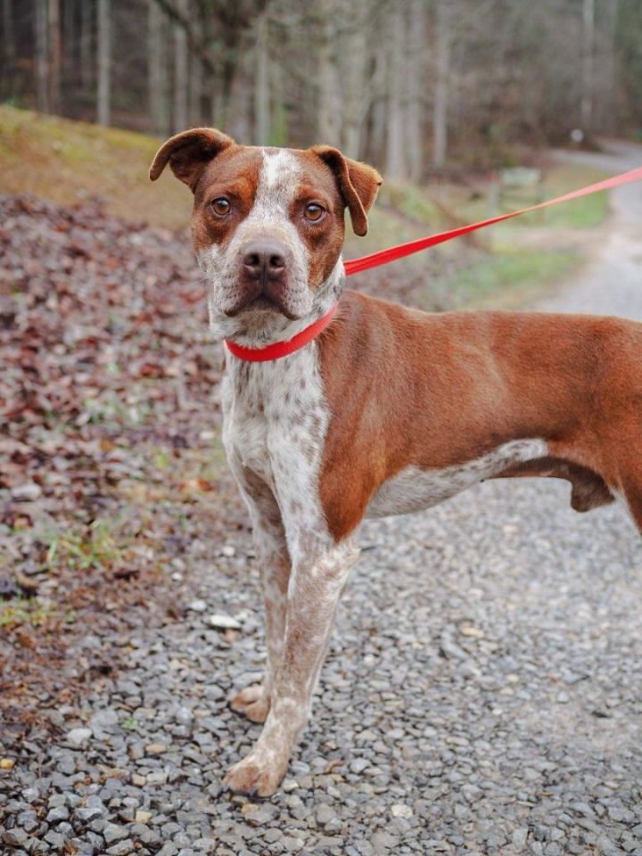 Lawrence , an adoptable Australian Cattle Dog / Blue Heeler & Pit Bull Terrier Mix in Cosby, TN_image-2