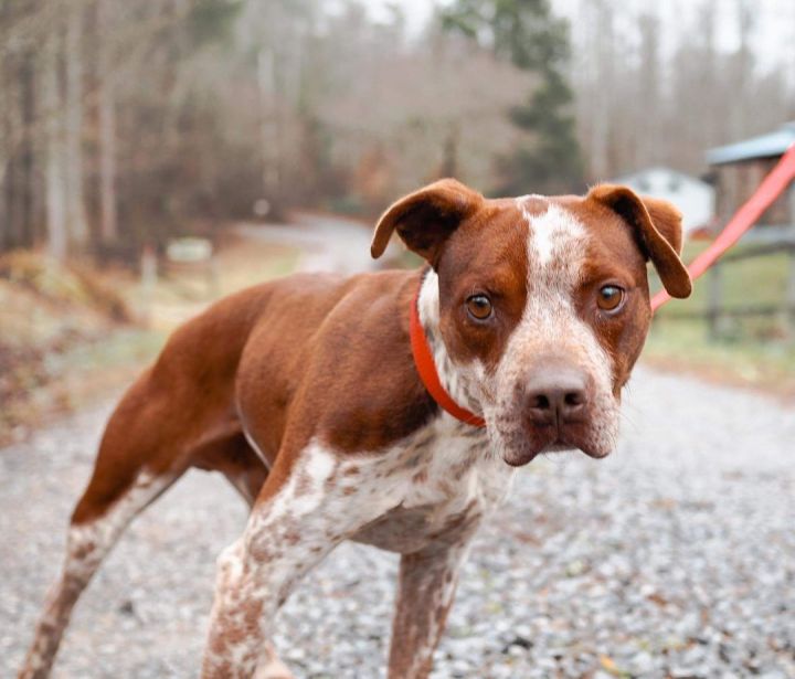 Lawrence , an adoptable Australian Cattle Dog / Blue Heeler & Pit Bull Terrier Mix in Cosby, TN_image-4