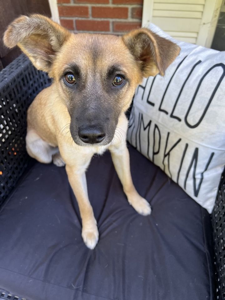 Fallon (aka Hazel) 1