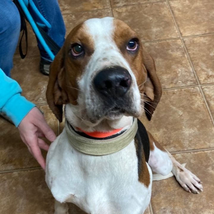 Conrad, an adoptable Treeing Walker Coonhound in Spencer, IN_image-1