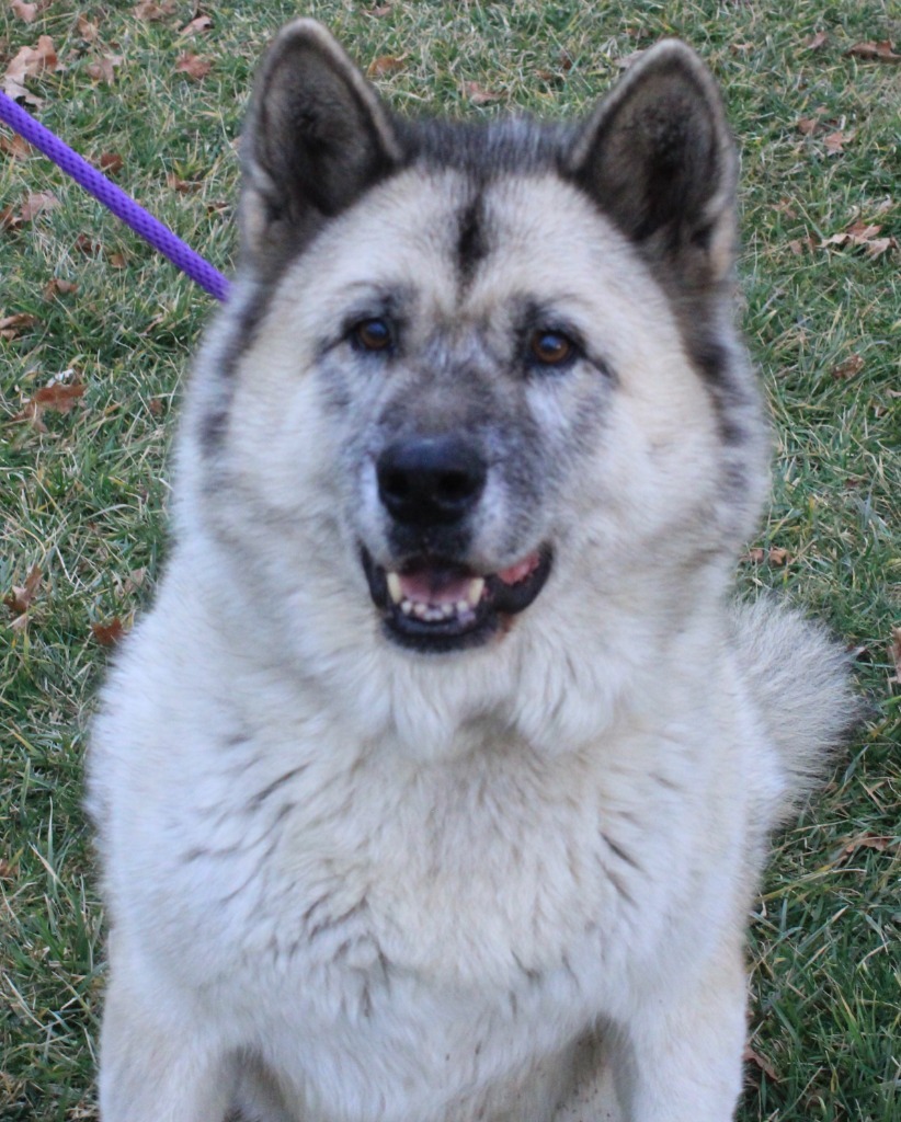 Snowball, an adoptable Akita in Greencastle, IN, 46135 | Photo Image 1