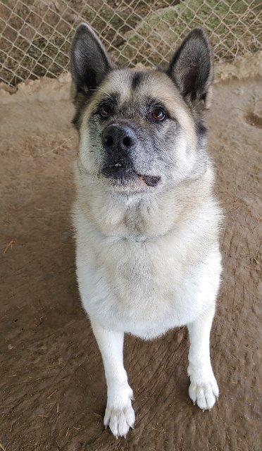 Snowball, an adoptable Akita in Greencastle, IN, 46135 | Photo Image 2