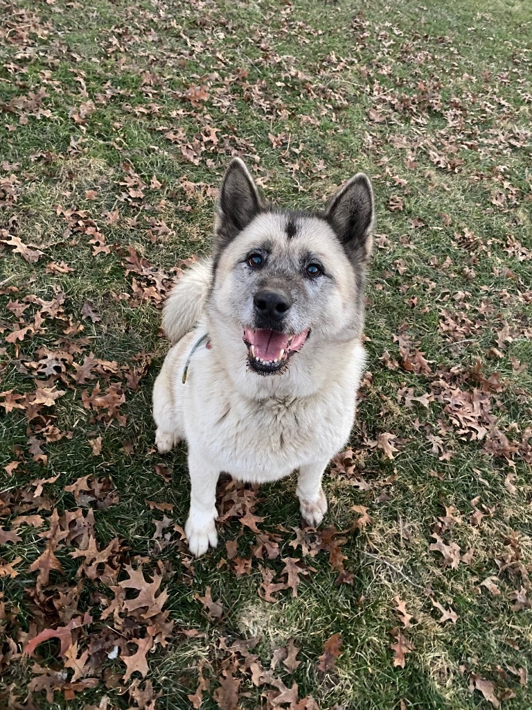 Snowball, an adoptable Akita in Greencastle, IN, 46135 | Photo Image 3