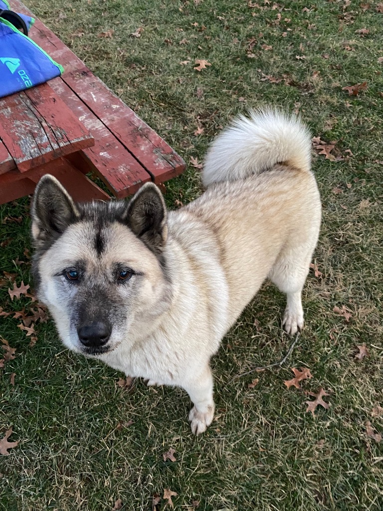 Snowball, an adoptable Akita in Greencastle, IN, 46135 | Photo Image 4