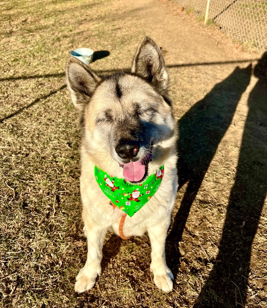 Snowball, an adoptable Akita in Greencastle, IN, 46135 | Photo Image 5