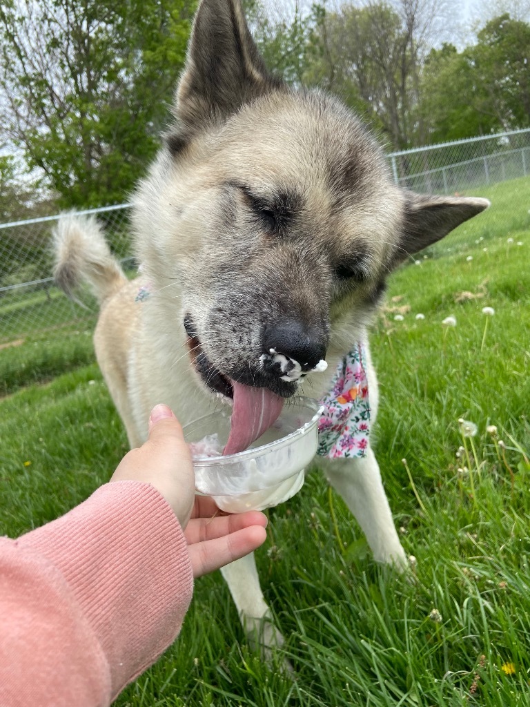 Snowball, an adoptable Akita in Greencastle, IN, 46135 | Photo Image 6