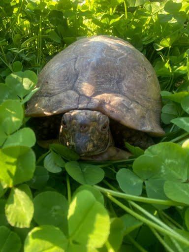 Petfinder tortoise best sale