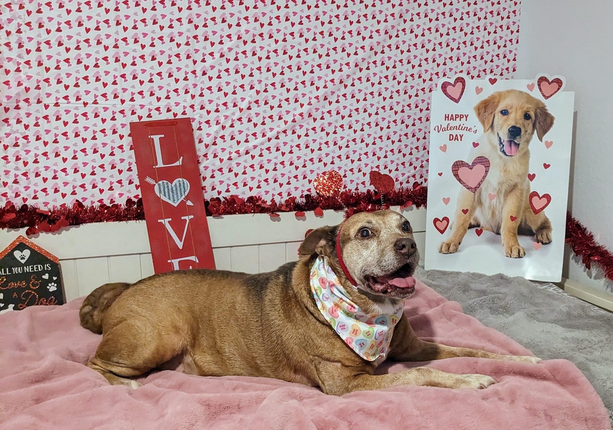 Maverick, an adoptable Hound, Pointer in Estero, FL, 33928 | Photo Image 1