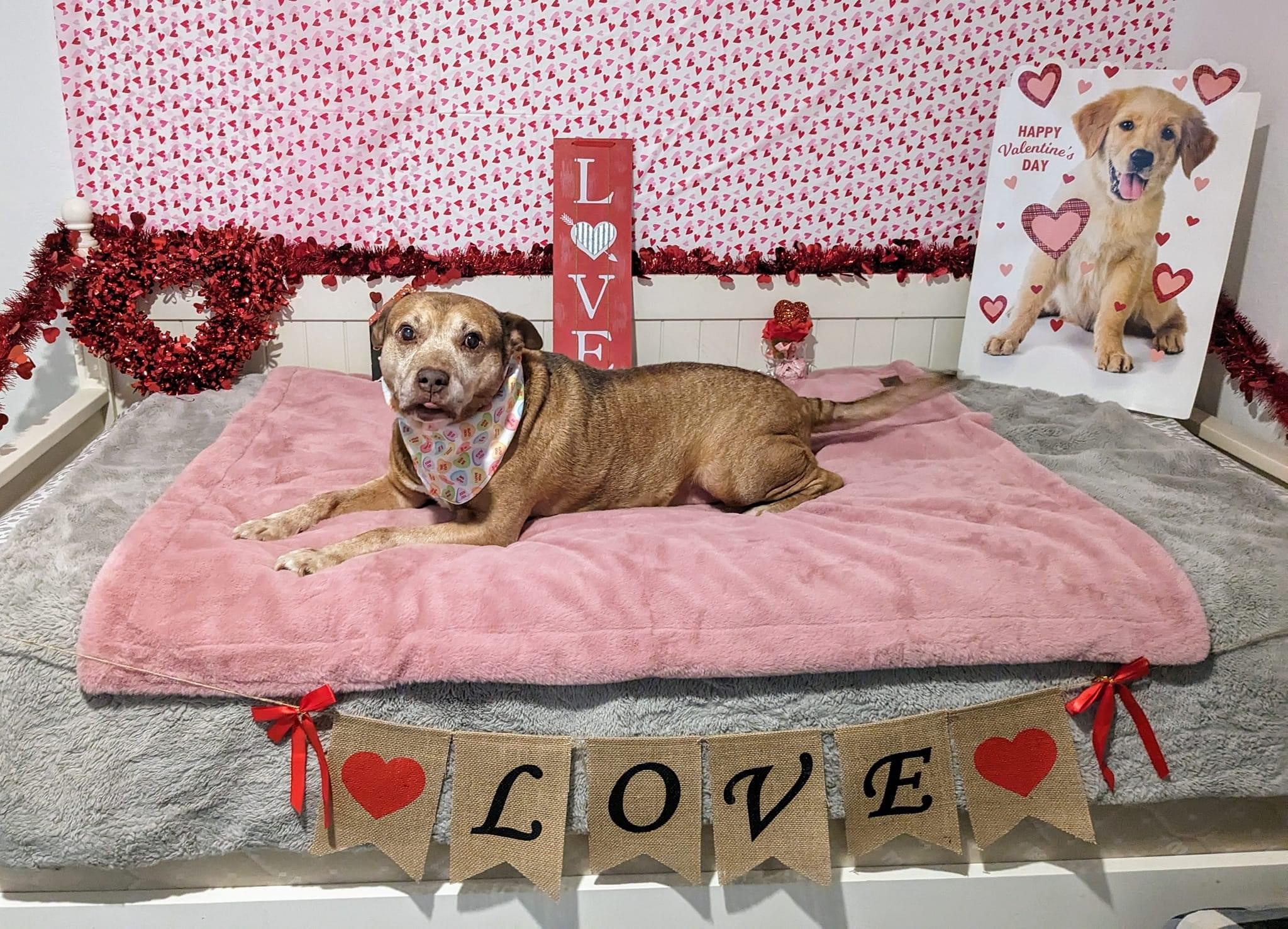 Maverick, an adoptable Hound, Pointer in Estero, FL, 33928 | Photo Image 3