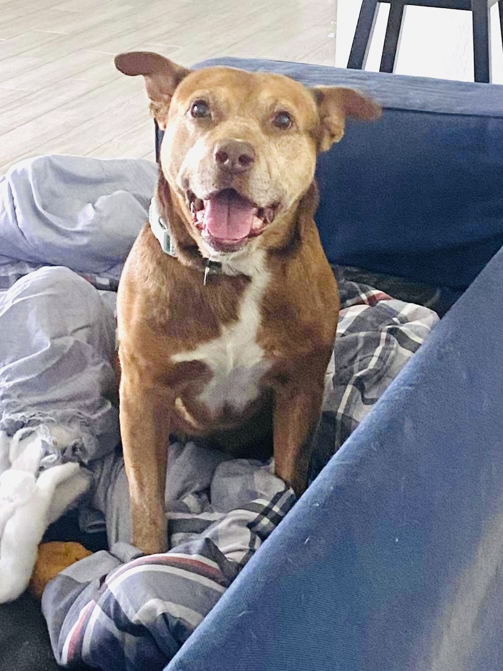 Maverick, an adoptable Hound, Pointer in Estero, FL, 33928 | Photo Image 5