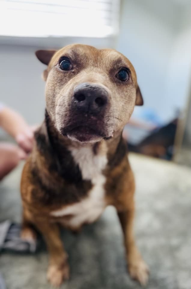 Maverick, an adoptable Hound, Pointer in Estero, FL, 33928 | Photo Image 6