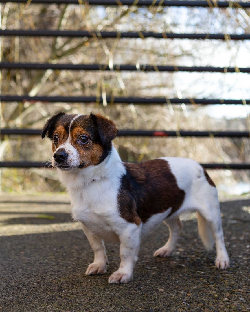 Coco, an adoptable Mixed Breed in Portland, OR, 97239 | Photo Image 3