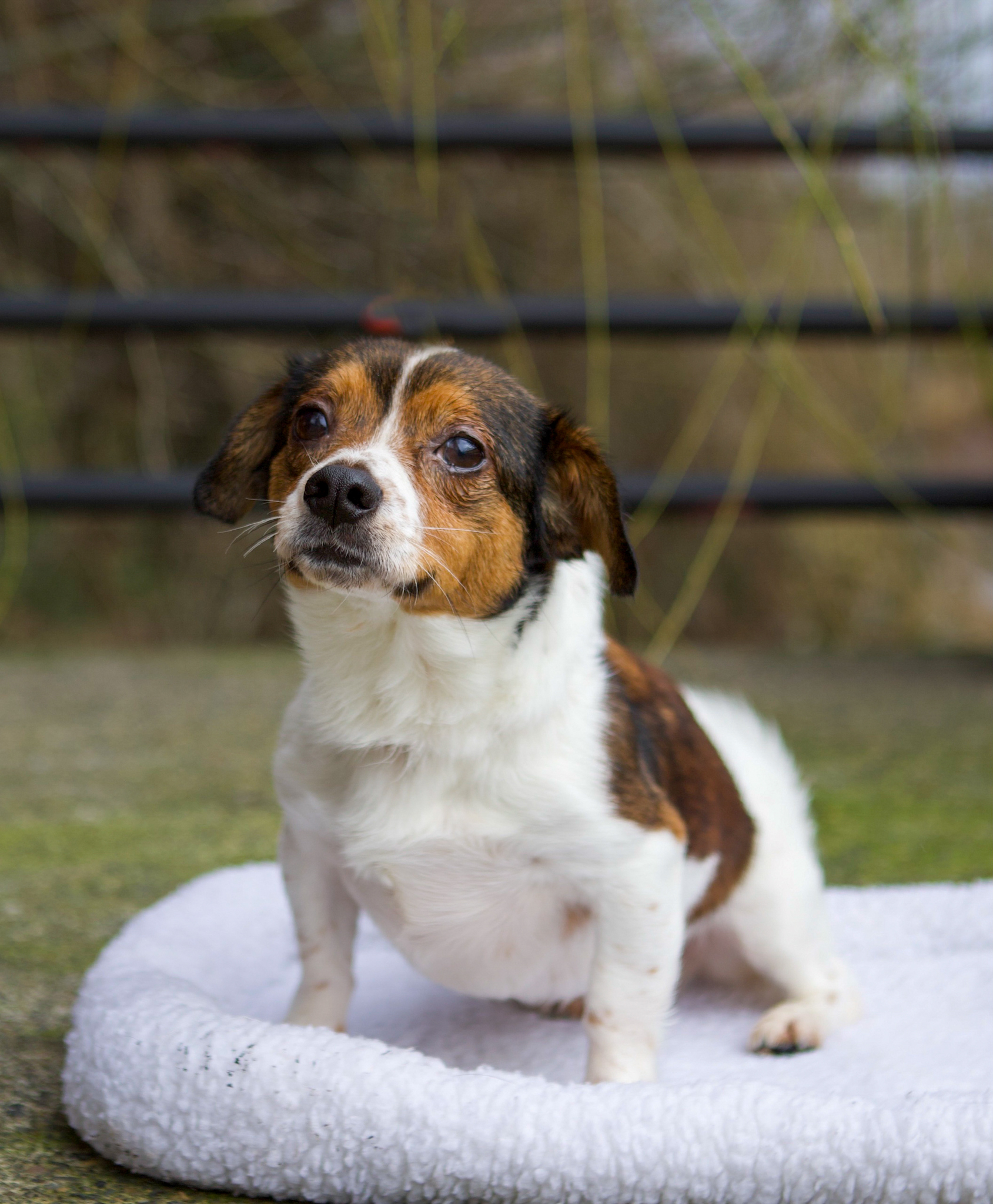 Coco, an adoptable Mixed Breed in Portland, OR, 97239 | Photo Image 1