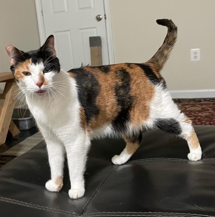 Second female sale calico