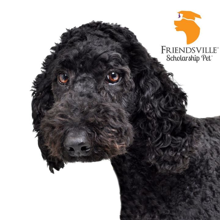 Raven, an adoptable Labradoodle & Poodle Mix in Friendsville, TN_image-2