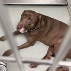 Apollo, an adoptable Chocolate Labrador Retriever, Pit Bull Terrier in Wichita, KS, 67278 | Photo Image 2