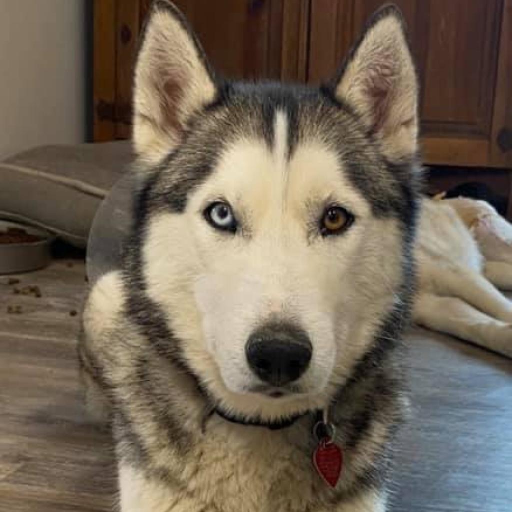 Ozzy, an adoptable Siberian Husky in Eufaula, OK, 74432 | Photo Image 1