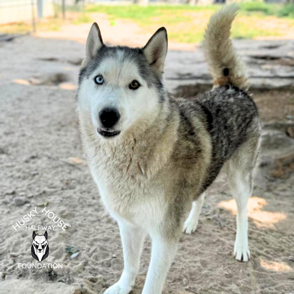 Ozzy, an adoptable Siberian Husky in Eufaula, OK, 74432 | Photo Image 2