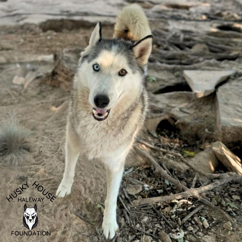 Ozzy, an adoptable Siberian Husky in Eufaula, OK, 74432 | Photo Image 3