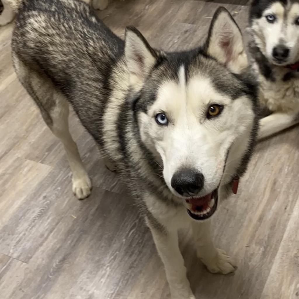 Ozzy, an adoptable Siberian Husky in Eufaula, OK, 74432 | Photo Image 5