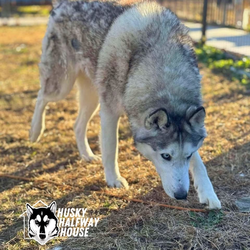 Ozzy, an adoptable Siberian Husky in Eufaula, OK, 74432 | Photo Image 6