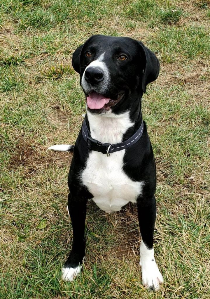 Black lab best sale and collie mix