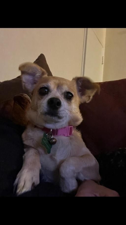 Dog for adoption - Spicy, a Chihuahua Mix in Los Angeles, CA | Petfinder