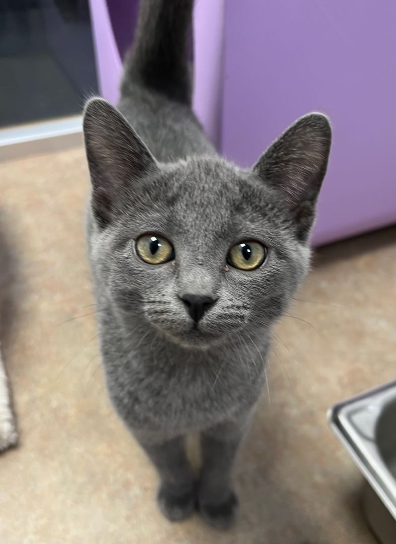 Hengelo, an adoptable Russian Blue, Domestic Short Hair in Eagle, CO, 81631 | Photo Image 2