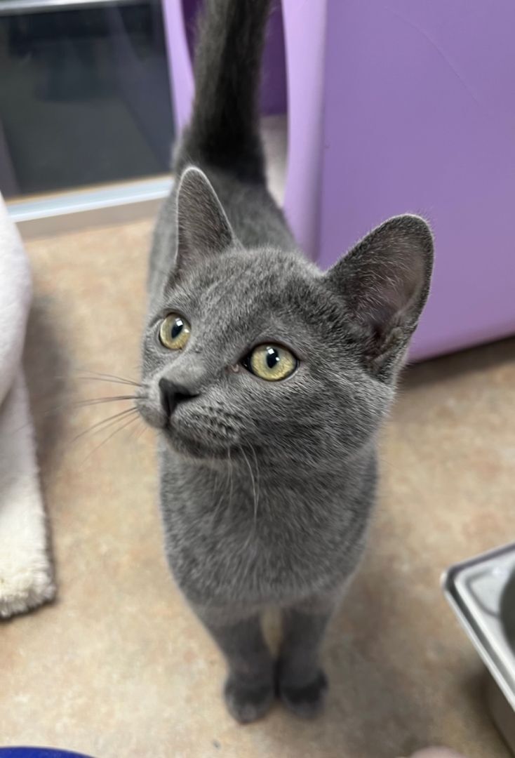 Hengelo, an adoptable Russian Blue, Domestic Short Hair in Eagle, CO, 81631 | Photo Image 4