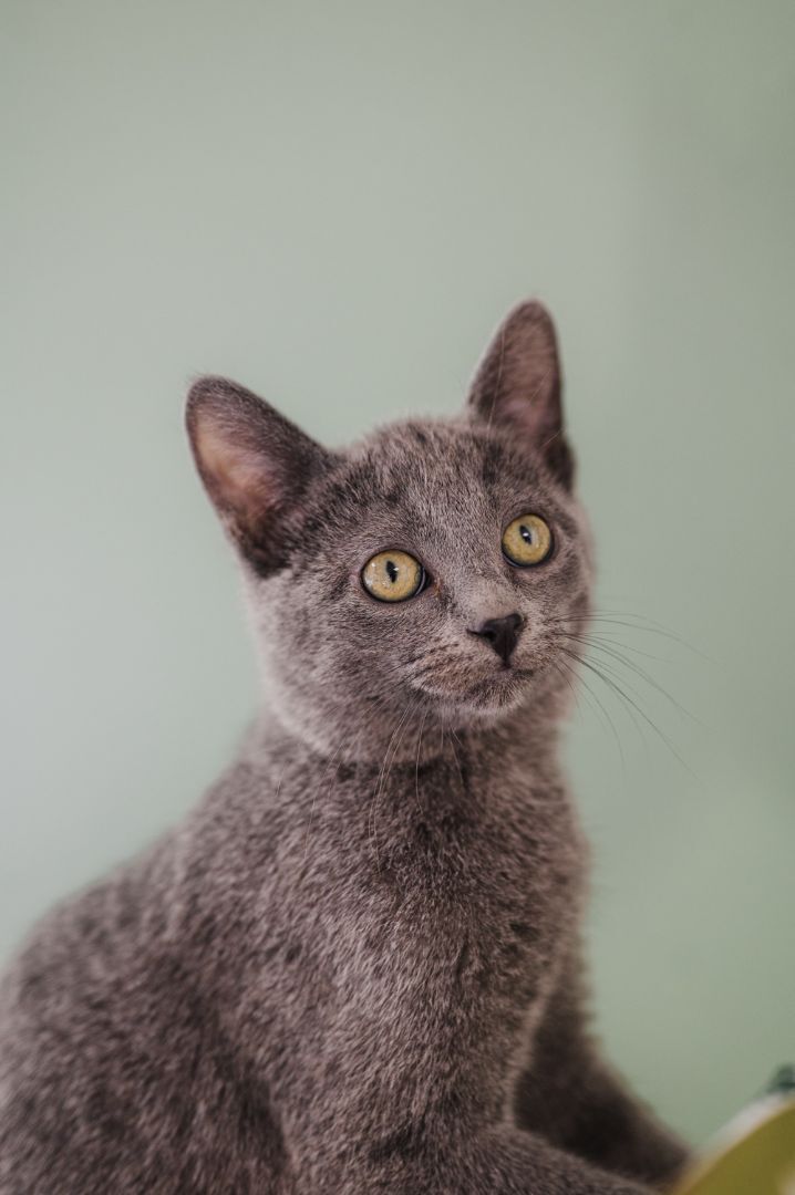 Hengelo, an adoptable Russian Blue, Domestic Short Hair in Eagle, CO, 81631 | Photo Image 5