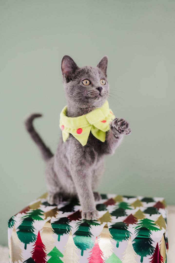 Hengelo, an adoptable Russian Blue, Domestic Short Hair in Eagle, CO, 81631 | Photo Image 6